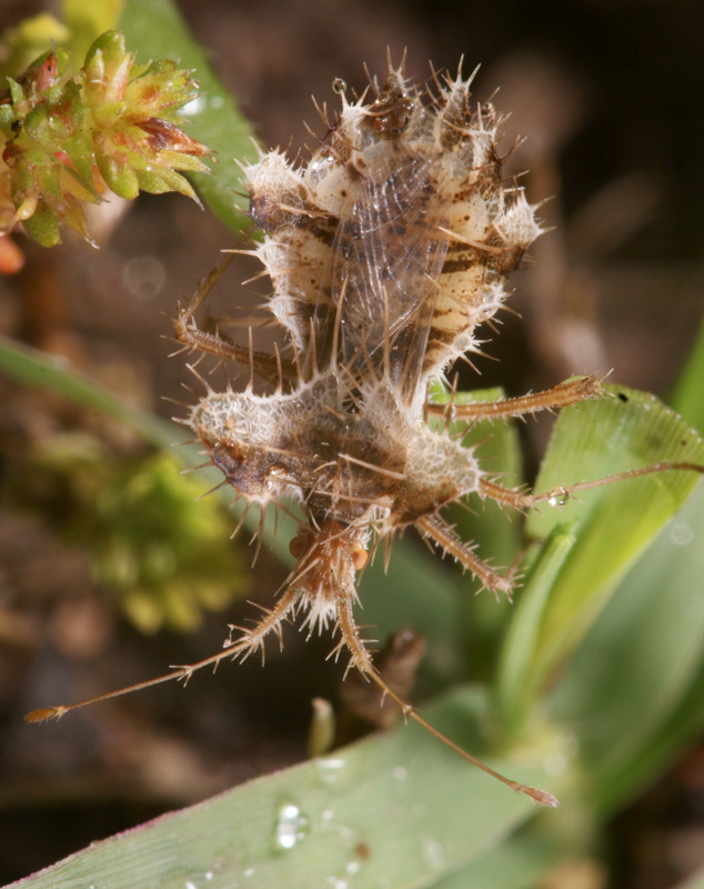 some-odd-bugs-and-a-plea-for-an-identification-photography-forum