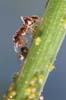 Hymenoptera aphidae is visable laying an egg in a living aphid under the protection of a farming ant