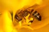 Bee polonating
