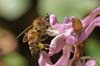 Bee polenating