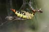 A female scorpion fly sealing dinner from a spiders web