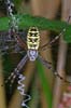 writing or wasp spider on web