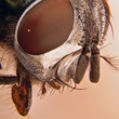Green bottle head with compound eyes