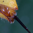 Veespula vulgares wasp sting
