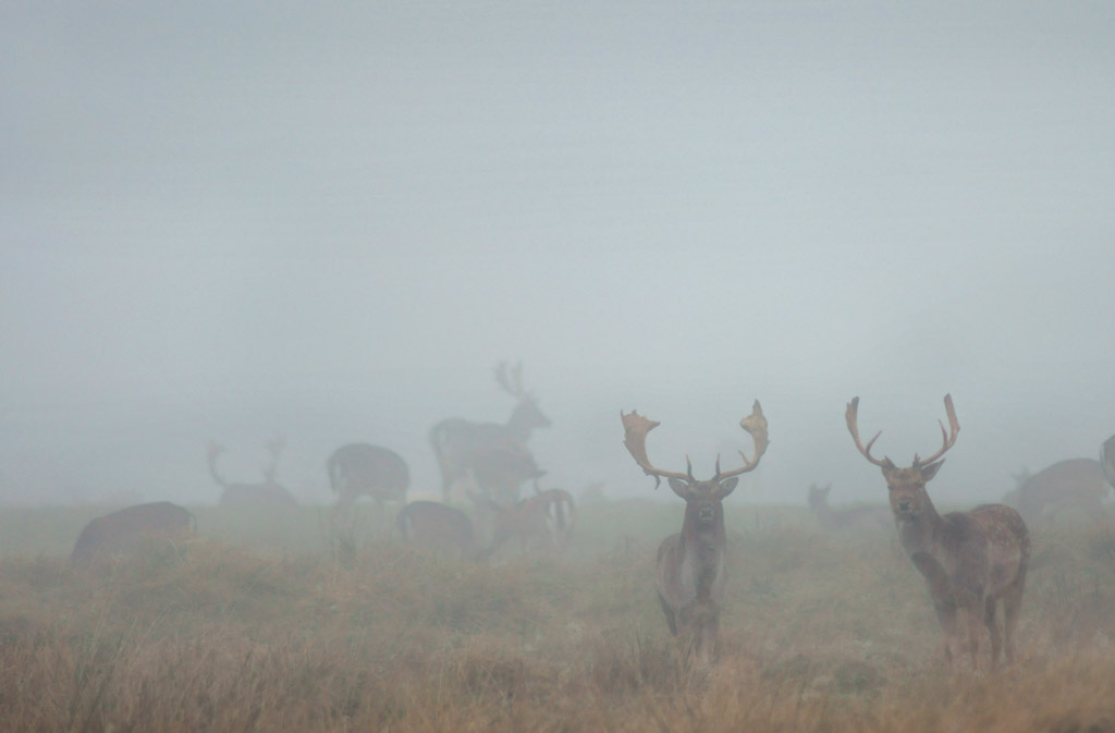 Dyrhaven Deer park Misty morning pics added - Dyxum